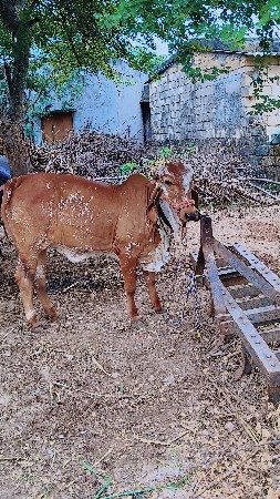 gir vasadi vesavani se khabari