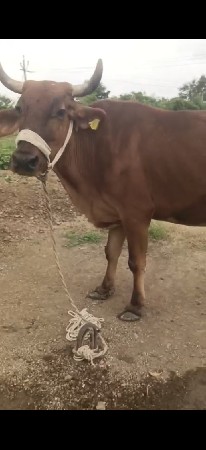 વેસવાની