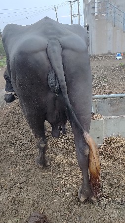 બીજુ વેતર.