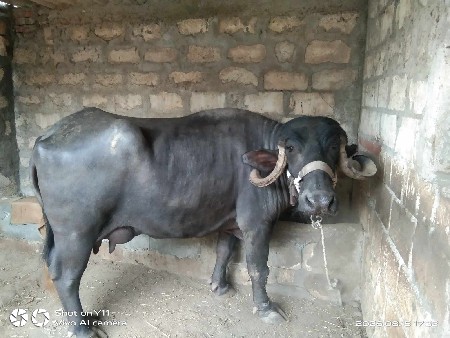 ભેંસ વેચવાની. છે.