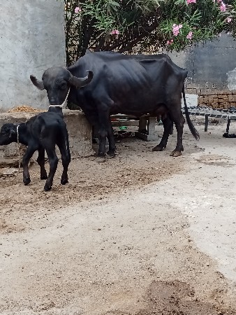 ભેશ વેછવાની છે બેજુ વેતર છે