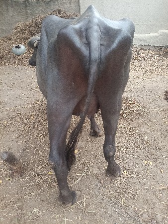 પેલું વેતર.ખડેલી
