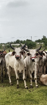 વાછડા વેચવાના છે ચાર દાતે છે