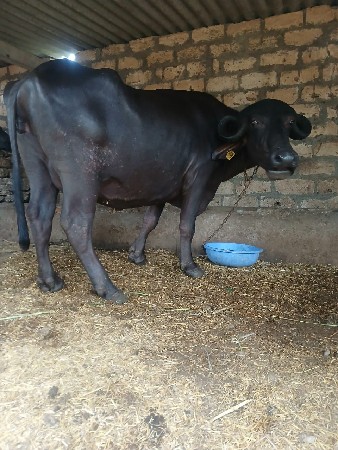 આ.જાફરી.ખડાયવેશવાનિછે
