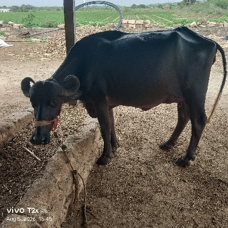 ભેંસ