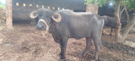 ખળેલુ આપવાનૂ છે