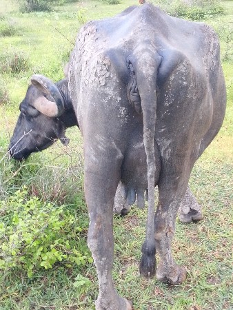 ભેંસ વેસવી