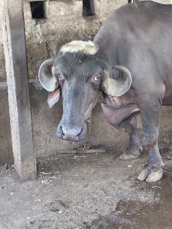 ઊઅનેઆશરનીઝવાપદારી સાવશોજી