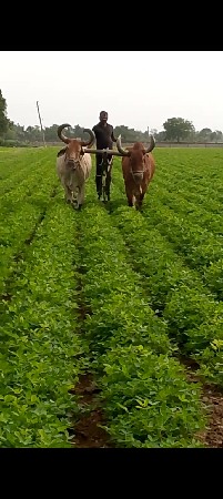 બળદ વેચવાના છે