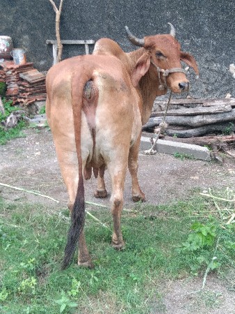 ગાય વેચવાની છે