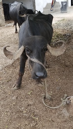 વેચવા ની છે