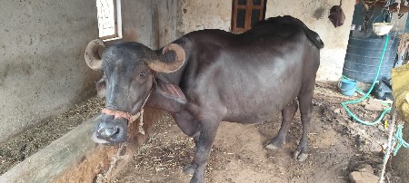 ભેંસ વેચવાની છે