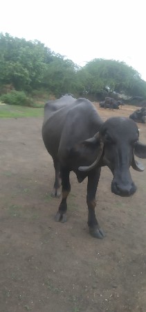 ભેંસ