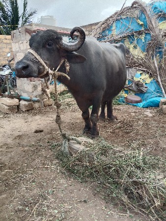 ભેંસ વેચવાની  છે.