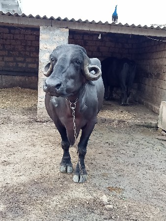 ભેસ વેસવાની છે