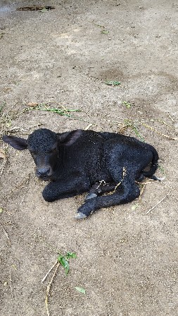 ભેંસ વેચવાની છે