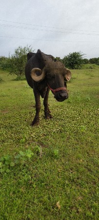khadeli vechvani se
