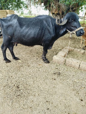 ભેંસ વેચવાની છે