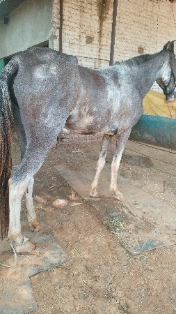 કાલી ચંબી  બચ્ચી યા ઘોડી