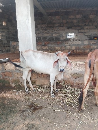 ગાય વેચવાની છે
