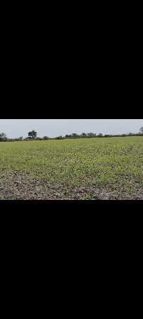 જમીન
