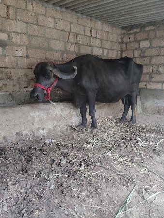 khadeli che 2 vetar