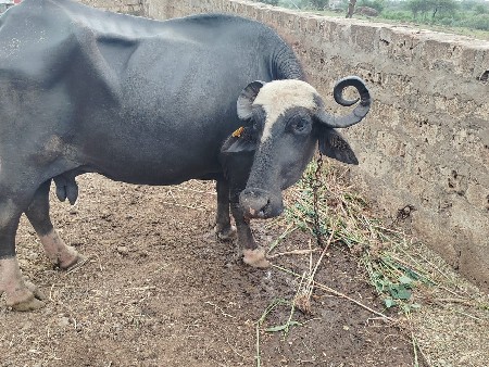 બધી જવાબદારી