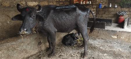 ભેંસ વેચવાની છે