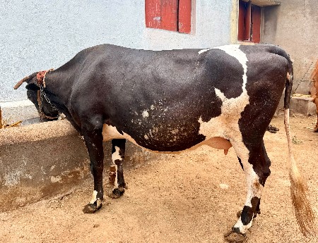ગાય વેચવાની છે