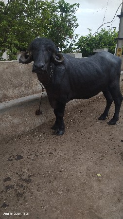 2 ખડેલી સાથે વેચવાની છે.