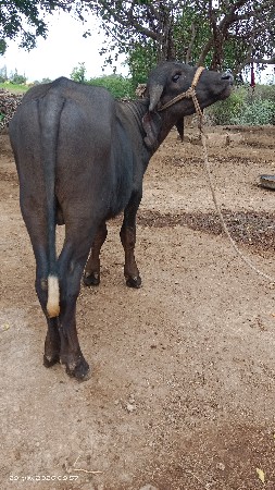 પાડો વેચવાનો છે