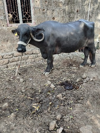 ભેંસ વેસવાની છે