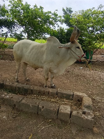 બળદ વેચવાનો છે