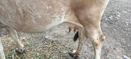 ચોથુ. વેતર