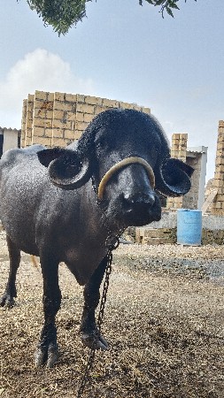 ખળેલી વેચવાની છે
