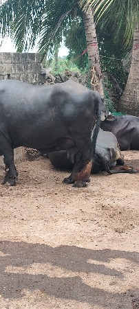 ભેંશ વેચવાની છે