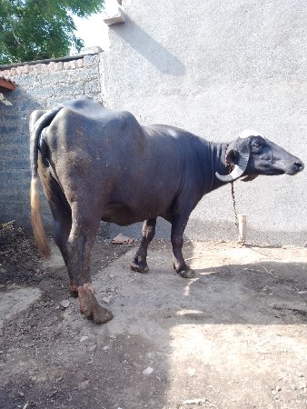 ખડેલી