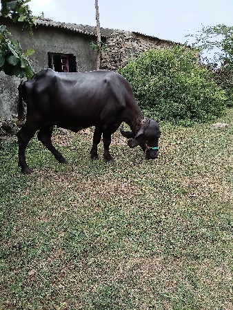 ભેંસ વેચવાની છે