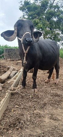 ભેસ