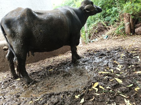 વેચવાની છે