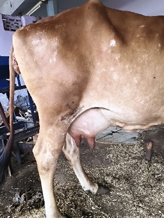 ગાય વેચવાની છે