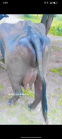વેચવાની છે.