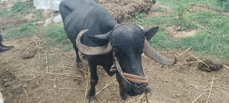 ભેંસ વેચવાની છે ભેંસ સે