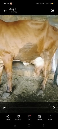 ગાય વેસવા ની છે 3 વેતર