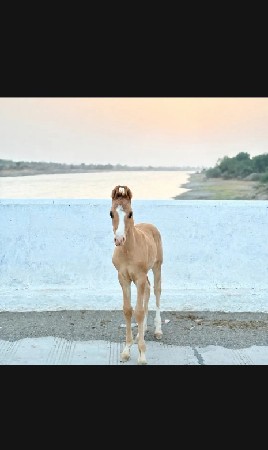 કાઠિયાવાડી વછેરો વેચવા નો છે