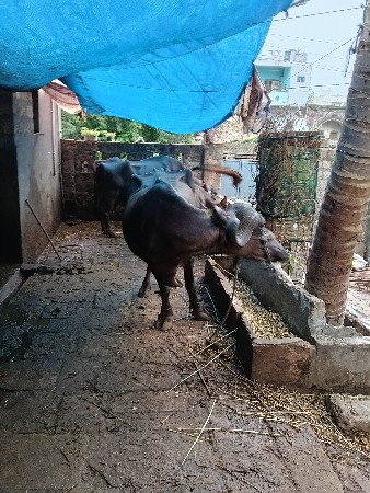 ખડેલી વેચવાની છે