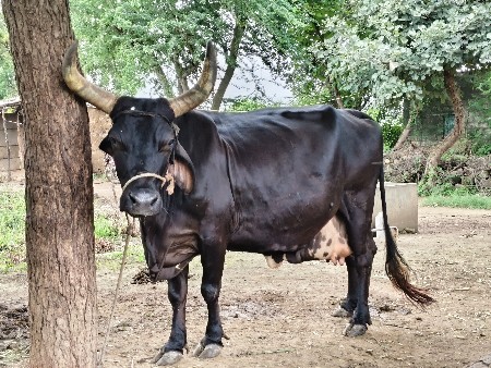 ગાય વેચવાની છે