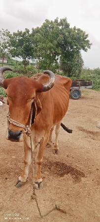 બળદ વેચવાનો છે સાવ સોજો છે