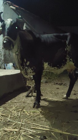 સાટાકરવાછે બકરી સાથે