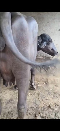 પહેલું વેતર